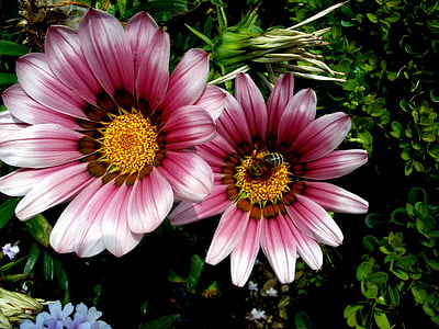 Teresė, violetinė, geltona, bičių, gėlių žiedai, pavasarį, apdulkinimas