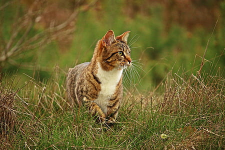 cat, mieze, kitten, mackerel tabby, domestic cat, grass, tiger cat