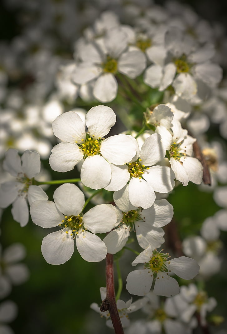 Meadowsweet drzew, Meadowsweet kwiat, kwiaty, wiosna, biały, wiosenne kwiaty, Natura