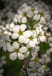 meadowsweet trees, meadowsweet flower, flowers, spring, white, spring flowers, nature