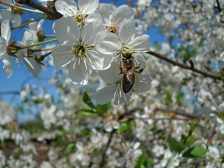 abeja, árbol de floración, flores de cerezo, primavera, flores de cerezos kwanzan, primavera, flor