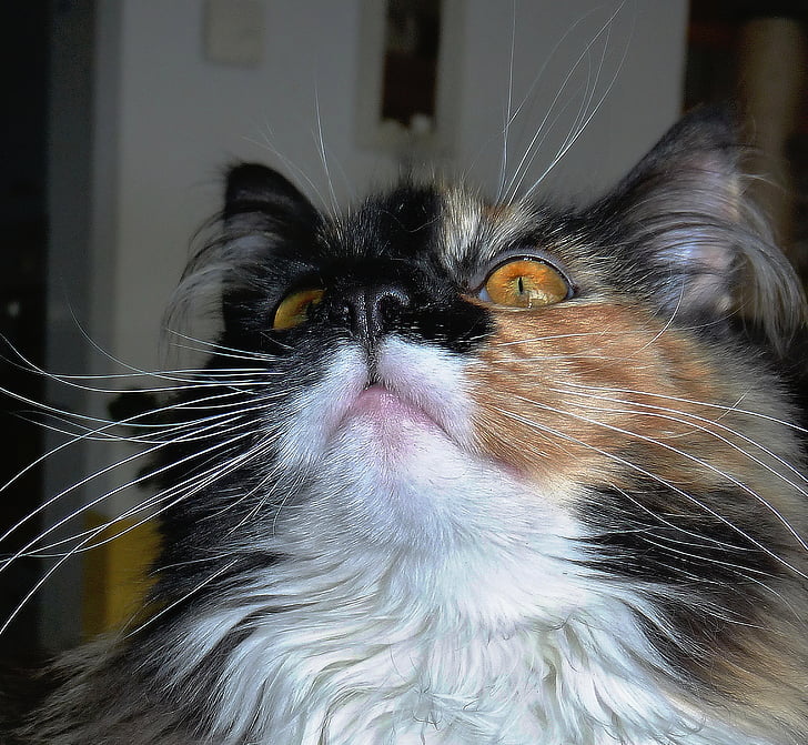 macska, arc, szem, színes, szerencsés cat, portré, Hosszúszőrű német Vizsla