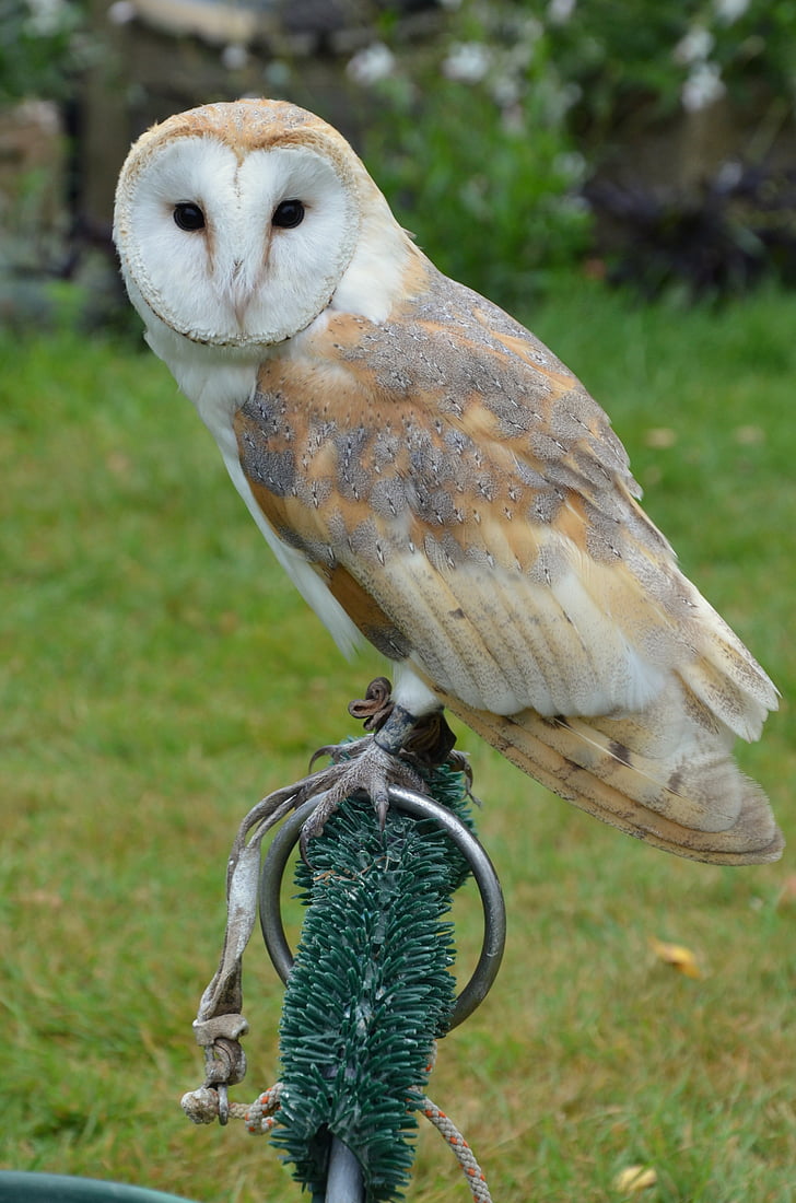 barn owl, owl, bird, falconry, animal, nature, bird of Prey