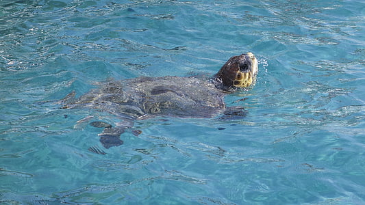 turtle, head, head looking out of water, water turtle, portrait, animal, panzer