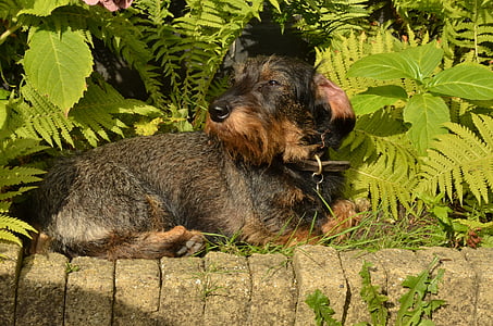gos, dachshund, animal de companyia, molt de temps haired, sol, llum del sol, calor