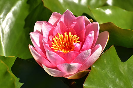 merah muda, musim panas, Kolam tanaman, Tumbuhan akuatik, Pink lily air, Kolam, Blossom