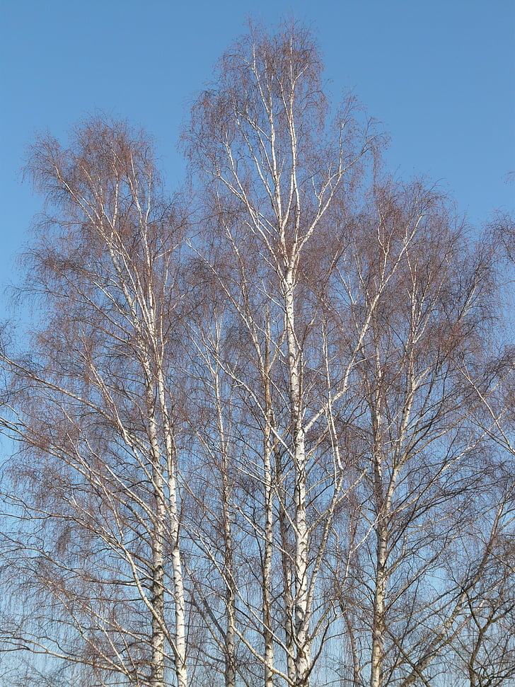 birch, birch grove, trees, grove of trees, aesthetic, branches, forest