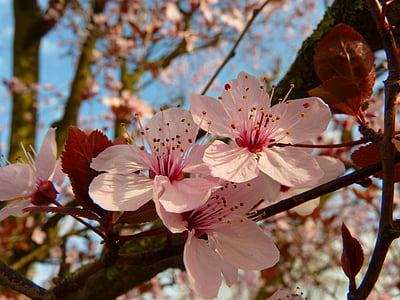 Almond kukkien, Blossom, Bloom, puu, vaaleanpunainen
