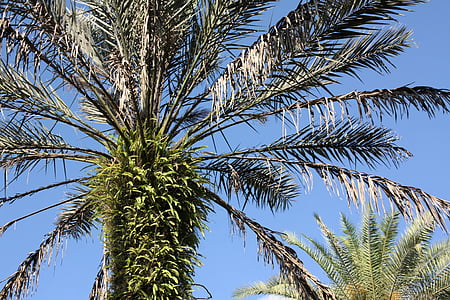 palmė, atogrąžų, Palm, medis, vasaros, Gamta, paplūdimys
