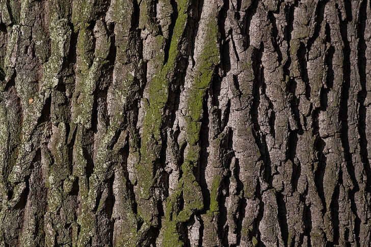 brun, trunk, grön, naturen, bark, träd, Oak
