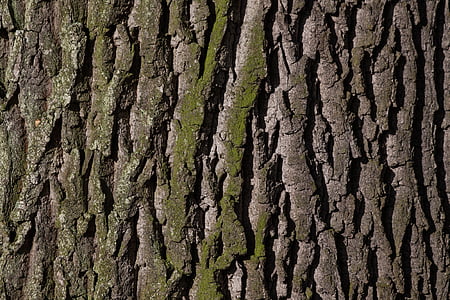 marrón, tronco, verde, naturaleza, corteza, árbol, roble