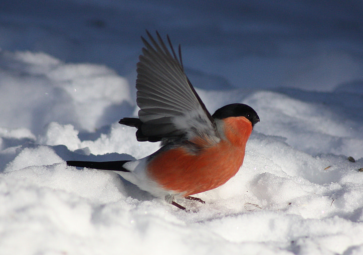 Pyrrhula kittila, ocell, l'hivern, neu, natura, fora, Finlàndia
