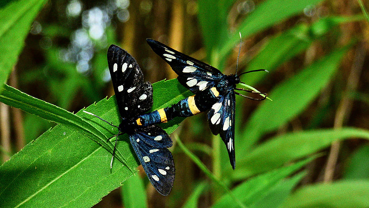 butterfly, insects, nature, letter, forest