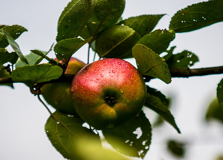 apple, close, drip