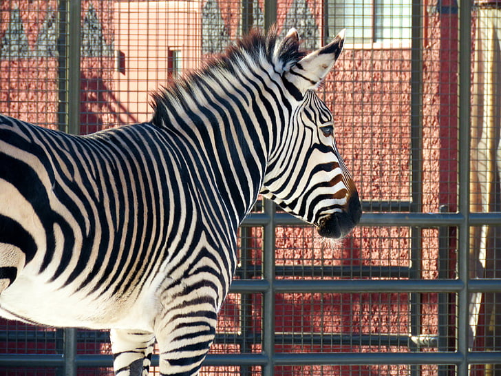 Zebra, Zoo di, Stripes, nero, bianco, animale