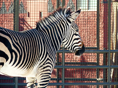 Zebra, Zoo, Stripes, svart, vit, djur