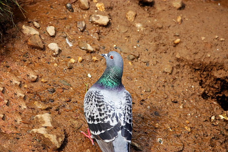 pigeon, bird, dove, nature, animal, ornithology, wing