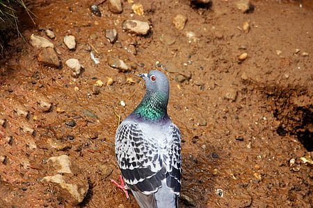 Pigeon, fugl, Dove, natur, dyr, ornitologi, Wing