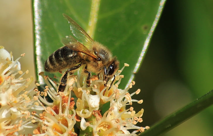 μέλισσα, μέλισσες, μακροεντολή, λουλούδι, άνθος, άνθιση, έντομο
