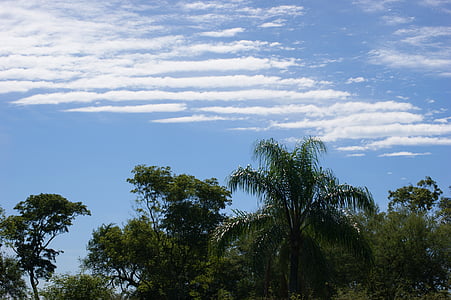 небо, облака, джунгли, дерево, Пальма, Парагвай, Южная Америка