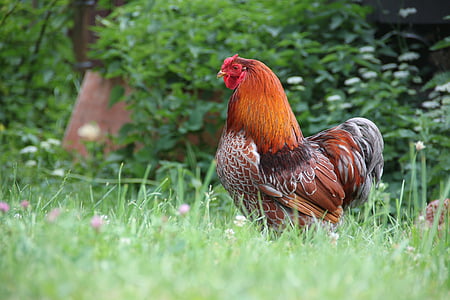 Hahn, wyandotte, κοτόπουλο, αγρόκτημα, φύση, ζωή της χώρας, κοτόπουλα