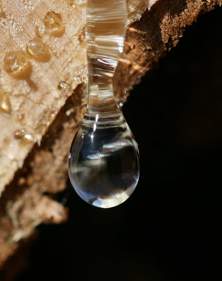 drop of resin, bitumen, wood, forest, nature, close, resin discharge