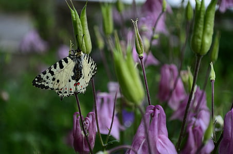 Метелик, Природа, Квіткові, на відкритому повітрі, завод, задньому дворі, сад