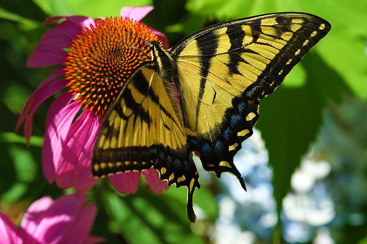 papillon, nature, jardin, Lepidoptera, flore, été, coloré
