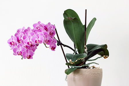kukka, vaaleanpunainen, Orchid, Flora, Kukinto