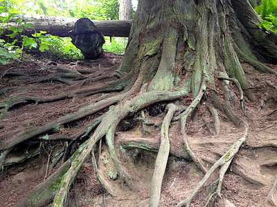 roots, tree, rainforest, nature, root, green, forest