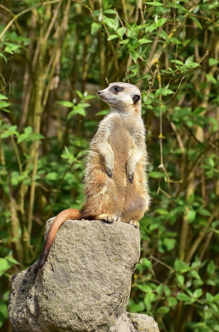 meerkat, sweet, close, head, cute, attention, face