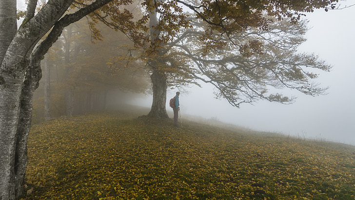 autunno, nebbioso, escursione, silenzioso, umore di autunno, natura, albero