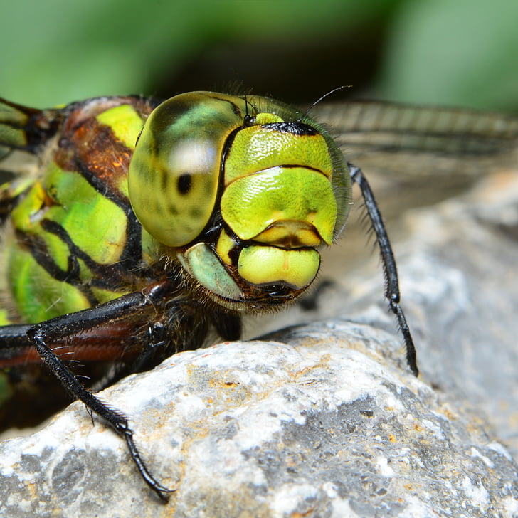 Dragonfly, grøn dragonfly, Hawker, aggressiv insekt, Flight insekt, insekt, Luk