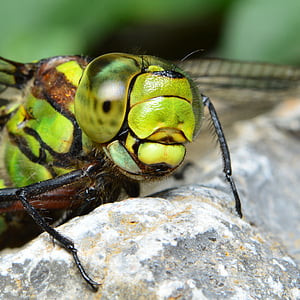 водни кончета, зелен dragonfly, Хоукър, Хищни насекоми, полет насекоми, насекоми, затвори