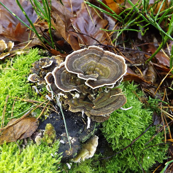 mushroom, forest, moss, moist, nature
