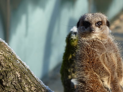 meerkat, attention, animal, zoo, nature, face, concentration