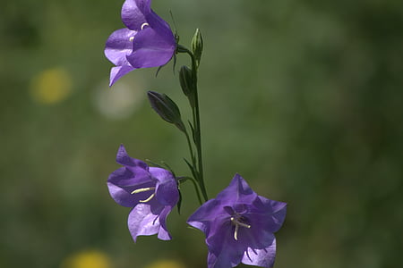 Bellflower, puķe, Violeta, vasaras, daba, Bloom, akelei