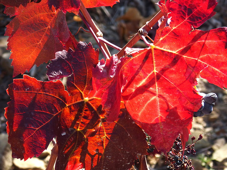 vine leaf, vine, vineyard, priorat, red, backlight, october