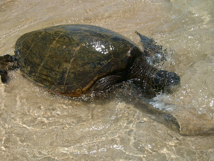 sea turtle, hawaii, turtle, sea, marine, reptile, animal