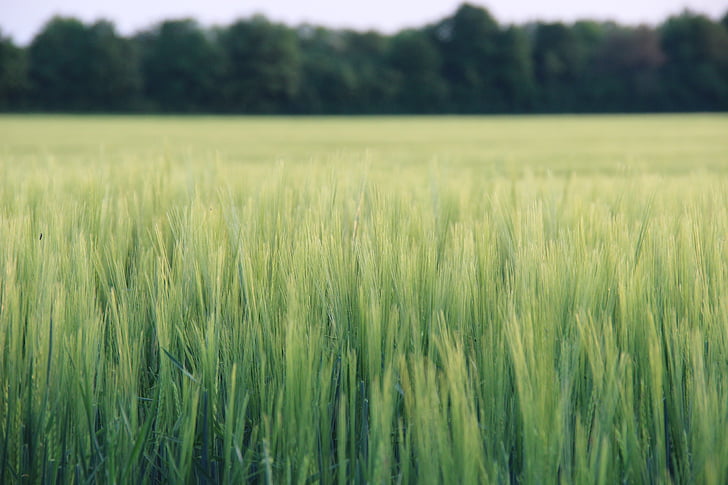 természet, a mező, mezőgazdaság, gabonafélék, szántóföldi, fű, bluegrass
