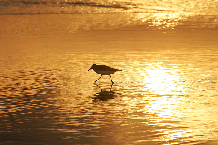 sanderling, bird, wading, water, beach, wildlife, sunset