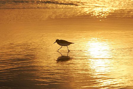 Sanderling, ptica, močvarica, vode, Beach, prosto živeče živali, sončni zahod
