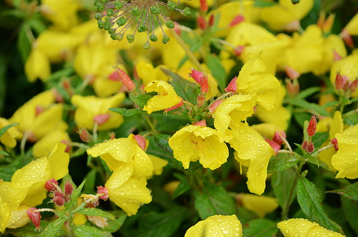 flor, amarelo, floral, jardim, florescendo, natural, macro