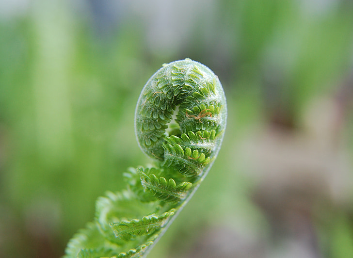 fern, unfold, green, plant, nature, fern plant, young leaves