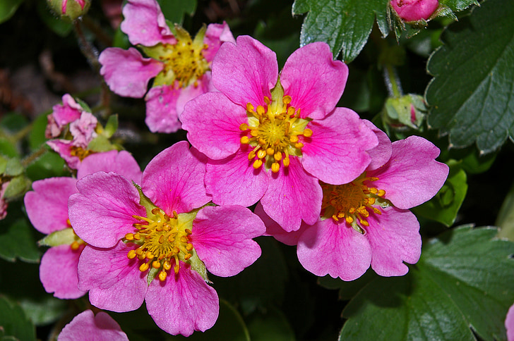 ground cover, ornamental strawberry, strawberry, pink flowers, pink, strawberry flower, blossom
