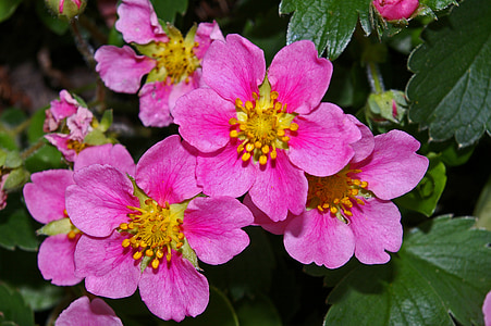 cobertura del suelo, fresa de ornamental, fresa, flores de color rosa, rosa, flor de fresa, flor