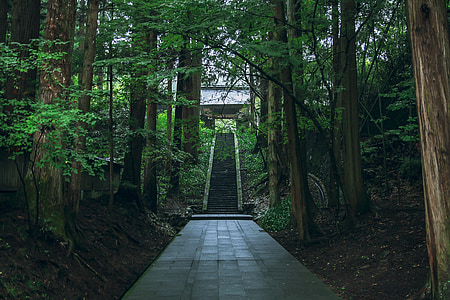 Bessho onsen, tranquil, natural, Temple, bosc, natura, arbre