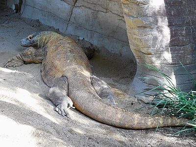 Drago di Komodo, rettile, lucertola gigante, Komodo, Drago, lucertola, Indonesia