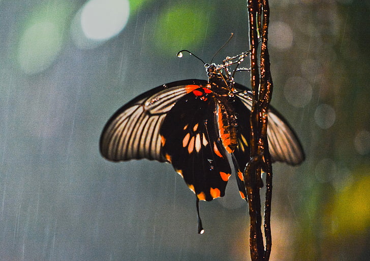 borboleta, chuva, inseto, a casa da borboleta, Estocolmo, molhado, animais na selva
