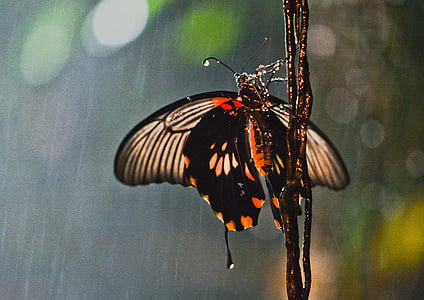 蝶, 雨, 昆虫, 蝶の家, ストックホルム, ウェット, 野生の動物
